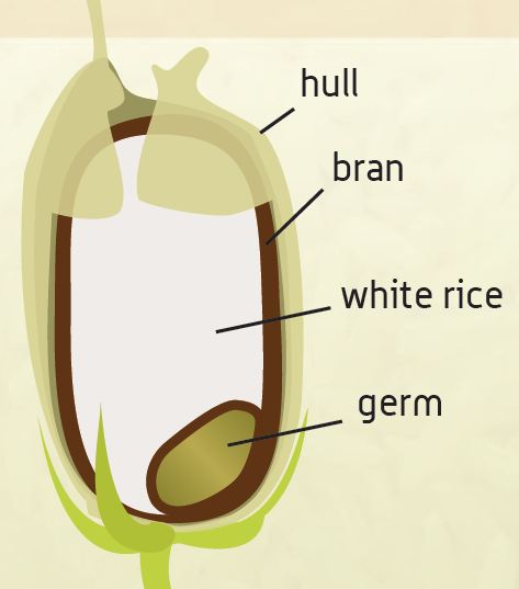 rice hull